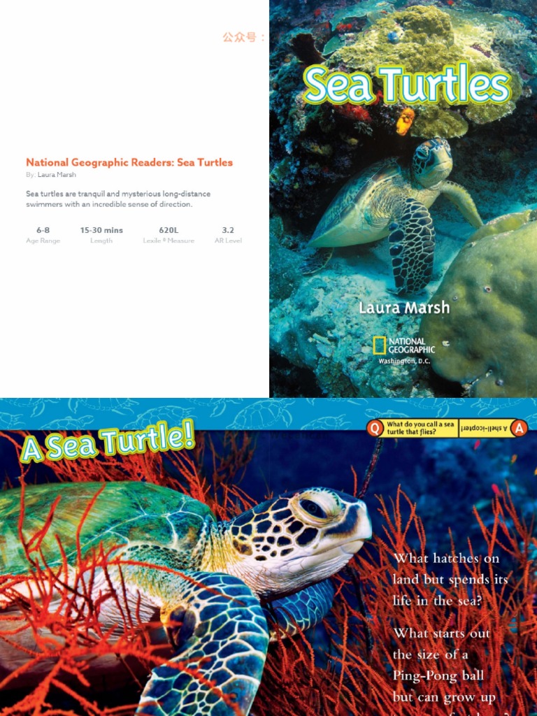 03-Sea Turtles | PDF