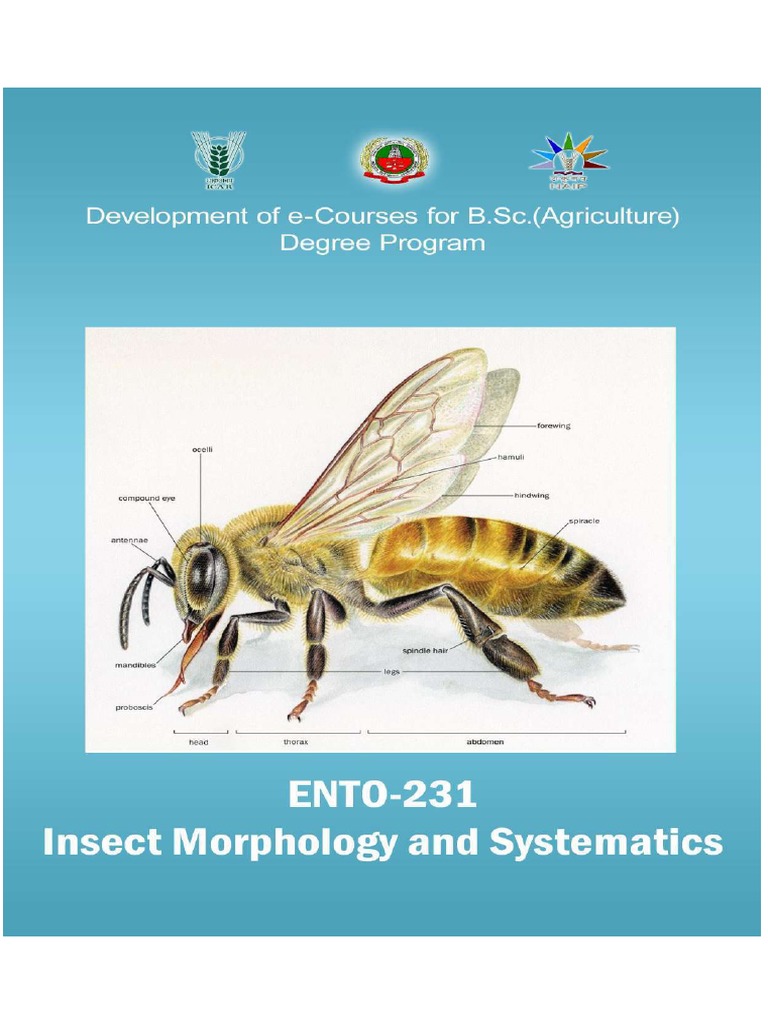 Insect Morphology & Systematics PDF Insects Zoology