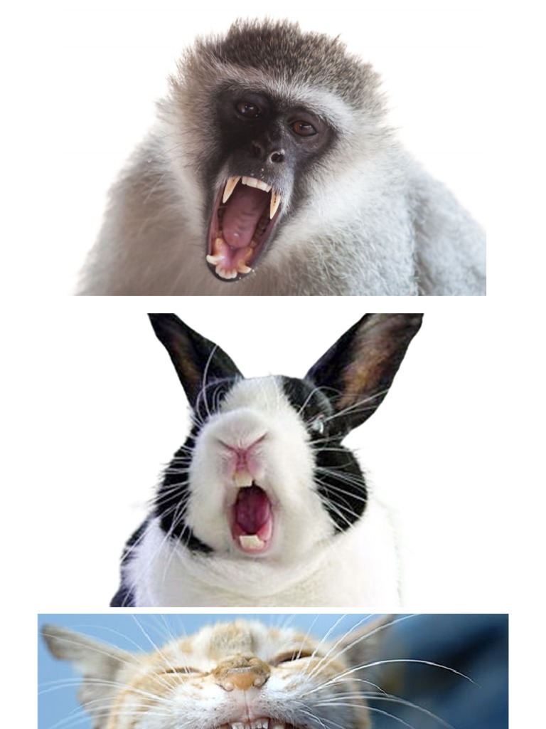 Meat Eater & Plant Eater PDF