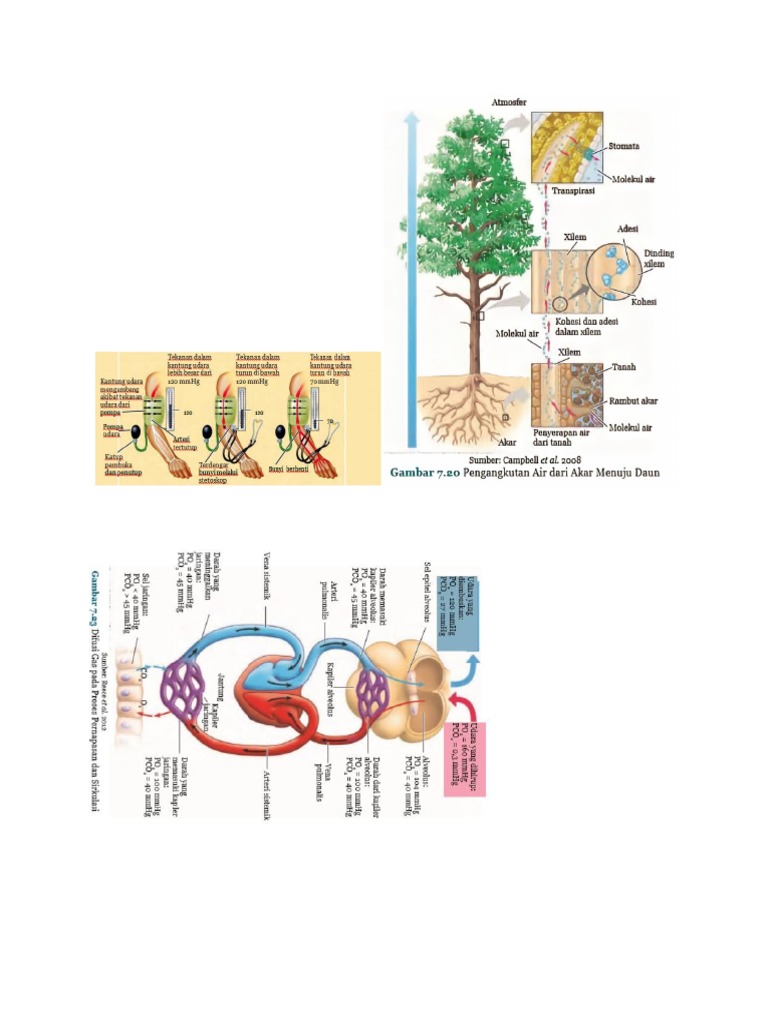 Gambar IPA | PDF