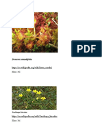 DENUMIRE-SPECII DE PLANTE SI POZE-Drosera rotundifolia-POZE-C. LUCRARE LICENTA-N.MONICA
