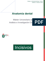 Ud2 Anatomía Dental