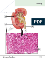 Urinary System