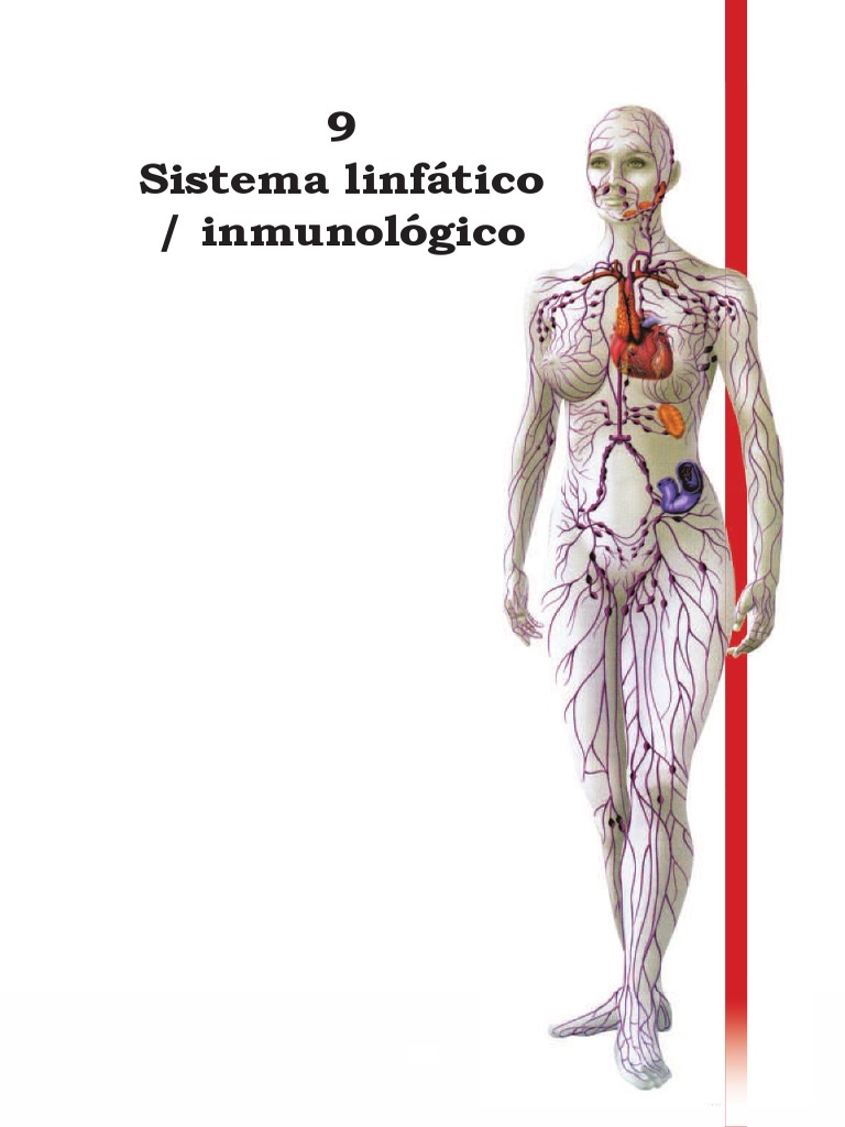 Sistema Inmunologico Linfatico Pdf Sistema Inmune Sistema Linfático