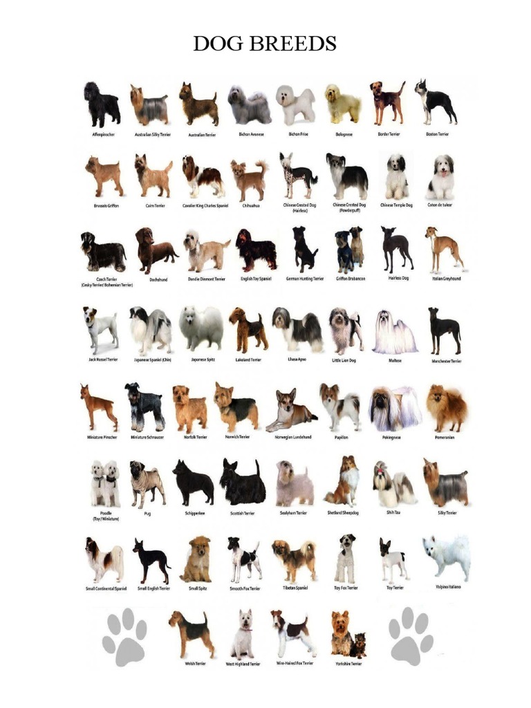 Brandon Wants A Dog Pdf _ Brandon Brown Quiere Un Perro – LOQG