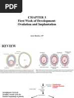 Ovulation and Implantation