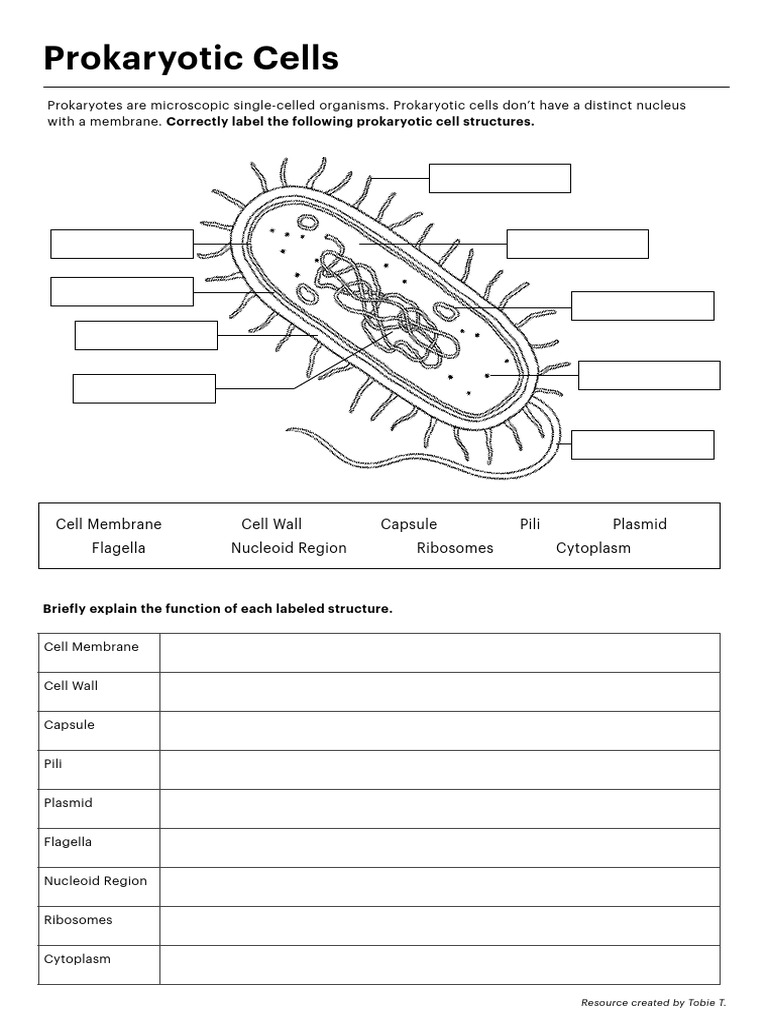 Prokaryotic Cells Cell Membrane Cell Wall Capsule Pili Plasmid Flagella Nucleoid Region