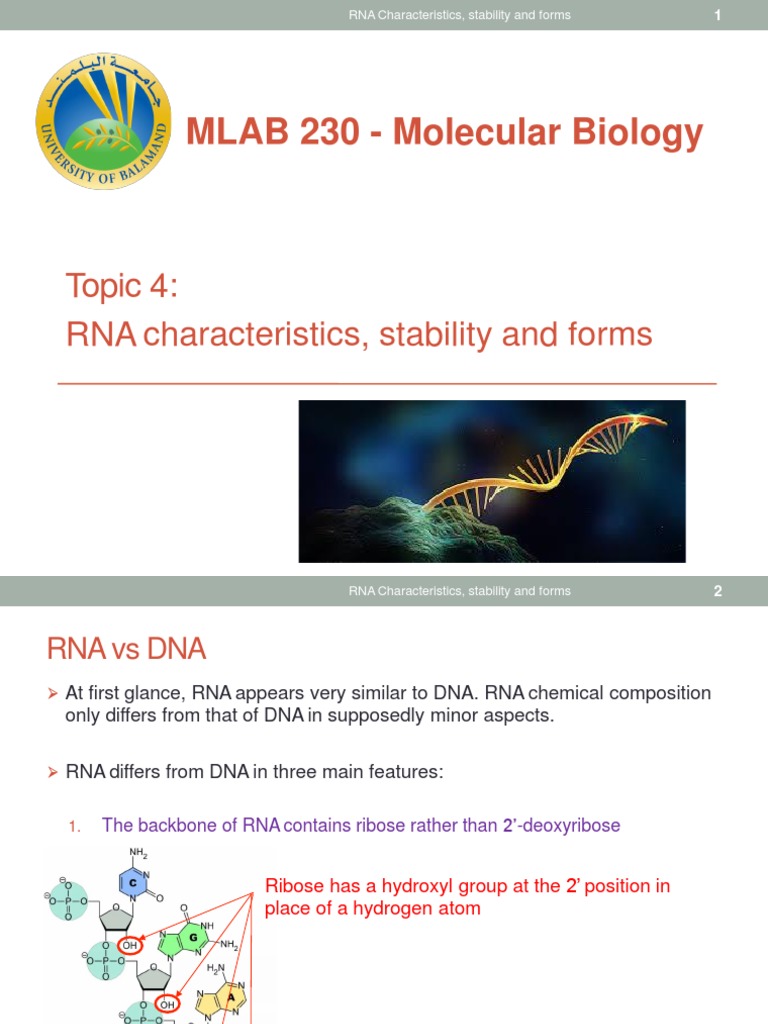 RNA Characteristics, Stability, and Forms PDF Messenger Rna Ribosomal Rna