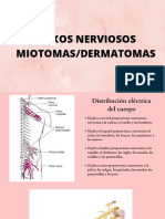 Plexos Nerviosos Miotomasdermatomas