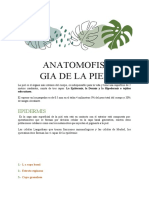Anatomofisiologia de La Piel
