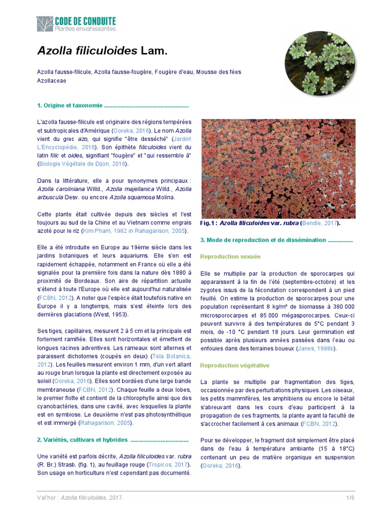 Azolla filiculoides : caractéristiques et écologie | PDF | Plantes ...