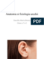 Anatomia Si Fiziologia Urechii