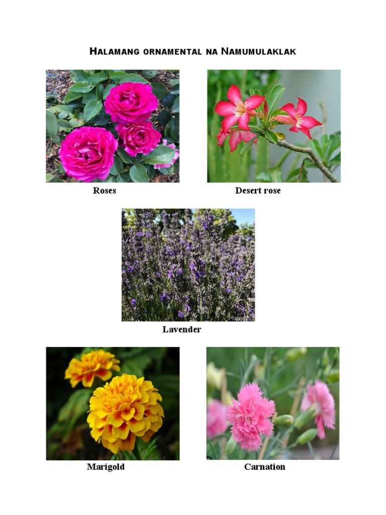 Ornamental Plants | PDF