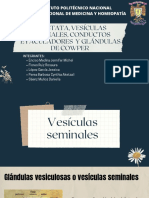 Glándulas anexas masculinas: próstata, vesículas seminales, conductos eyaculadores y glándulas de Cowper