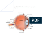 ANATOMI MATA DAN PENGLIHATAN