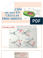 Replicación de Adn en Células Procariotas