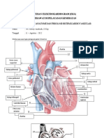 Tugas Anatomi Dan Fisiologi Sistem Kardiologi Jantung Robby