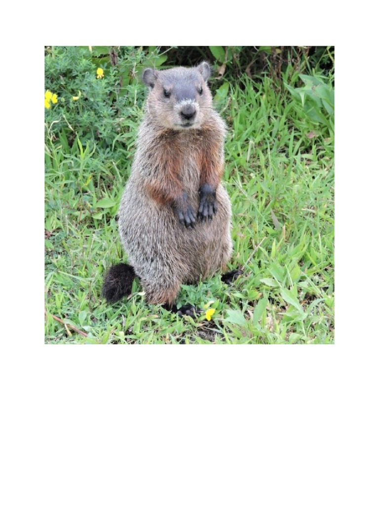 Groundhog PDF