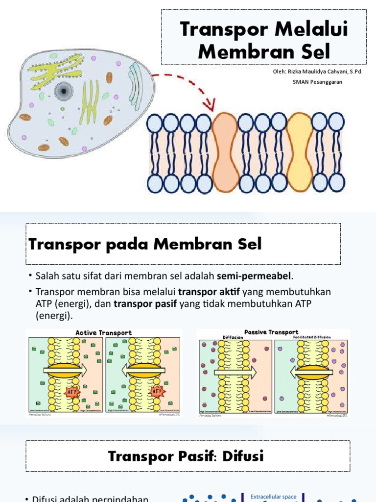 Transpor Membran Sel: Aktif dan Pasif | PDF | Sains & Matematika