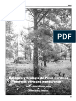 ecologia e botanica Pinus caribeae