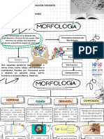 Conceptos Básicos de Morfología.