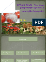Regnul Fungi Clasificarea