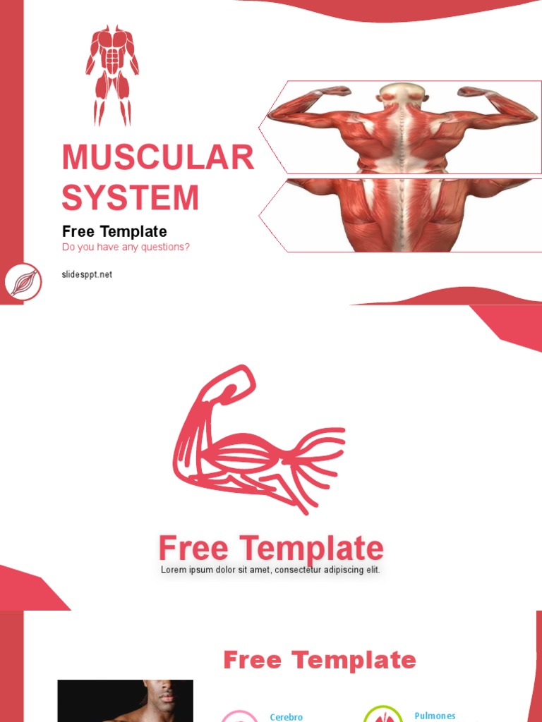 Muscular System Template PDF Blood Sensory Organs