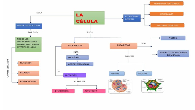 Celula Mapa Conceptual | PDF