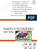 Parto y Puerperio en Vacas