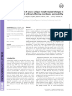 Bactericidal Thurincin H Causes Unique Morphological Changes in Bacillus Cereus F4552 Without Affecting Membrane Permeability