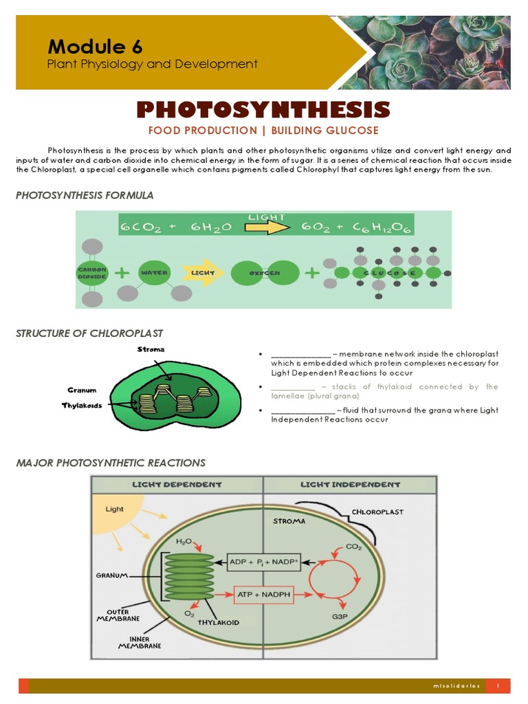 Photosynthesis and Cellular Respiration Guide | PDF | Cellular ...