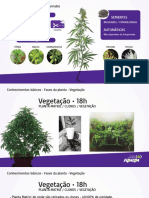 A Cannabis - Ciclo, Fases e Nutrição