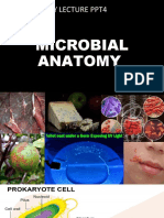 Microbial Anatomy