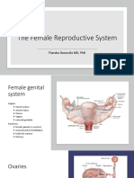 14th Week The Female Reproductive System