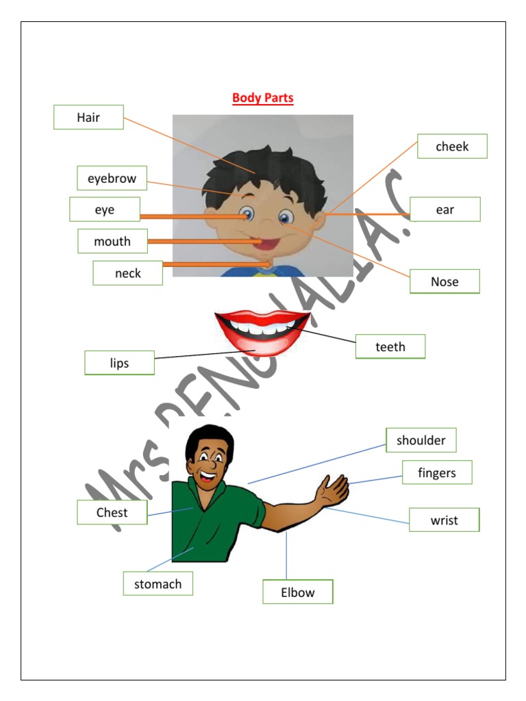 2ms Extra Activities Book by Mrs BENGHALIA | PDF | Clothing | Senses