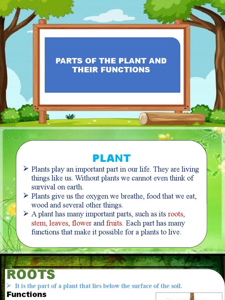 PLANTS Plants and Parts | PDF | Plants | Leaf