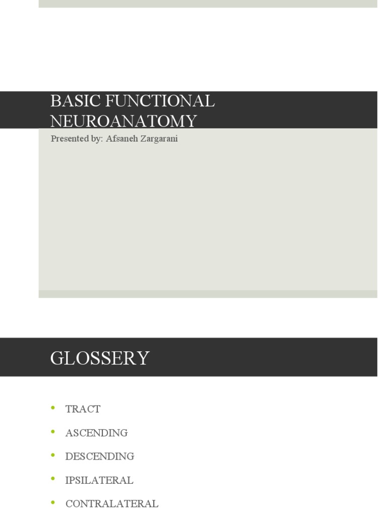 A Brief Introduction To Basic Functional | PDF | Cerebral Cortex ...