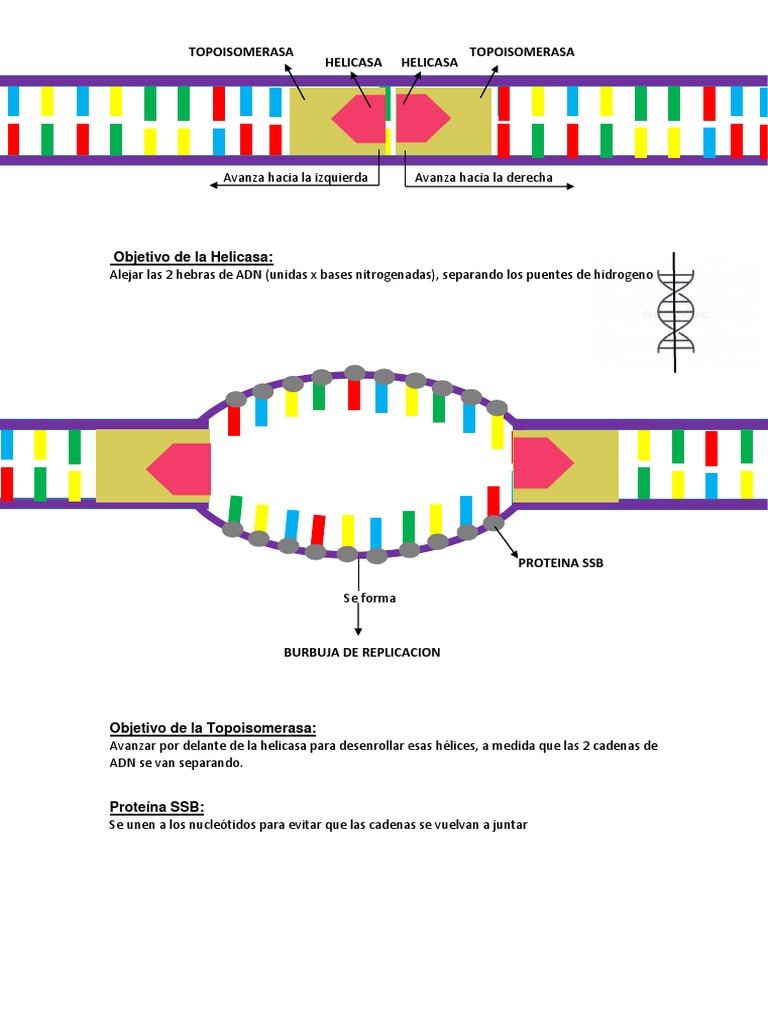 Funciones de helicasa y topoisomerasa en ADN | PDF