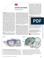 A Cortex-Like Canonical Circuit in The Avian Forebrain