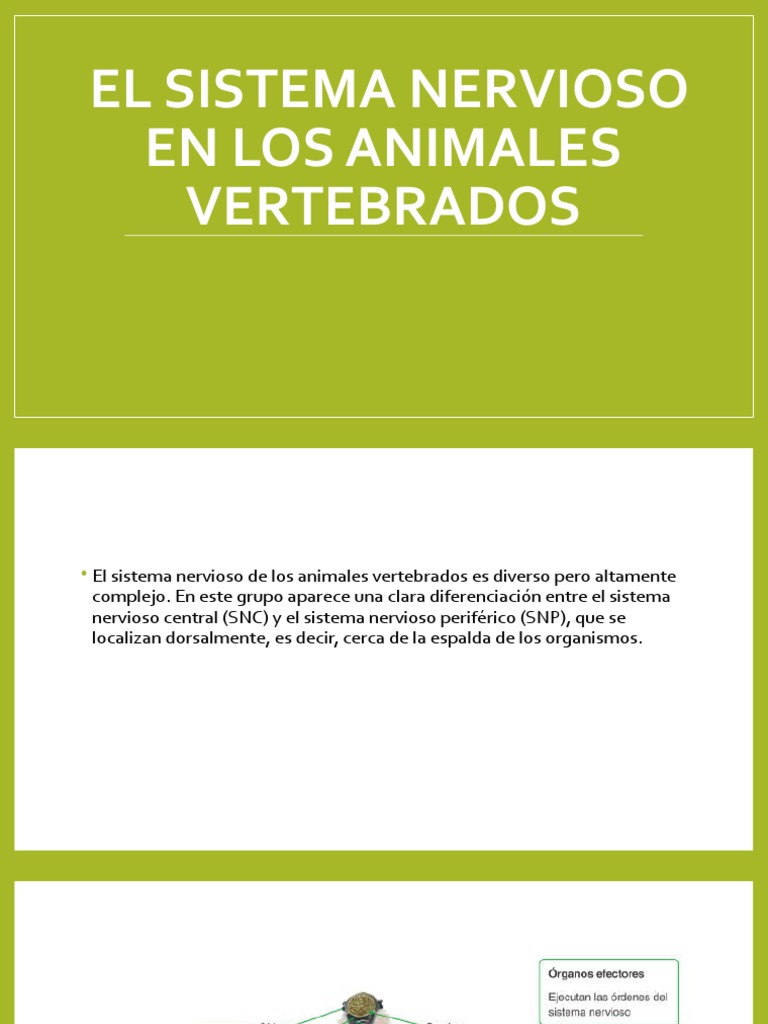 El Sistema Nervioso en Los Animales Vertebrados | Descargar gratis PDF ...