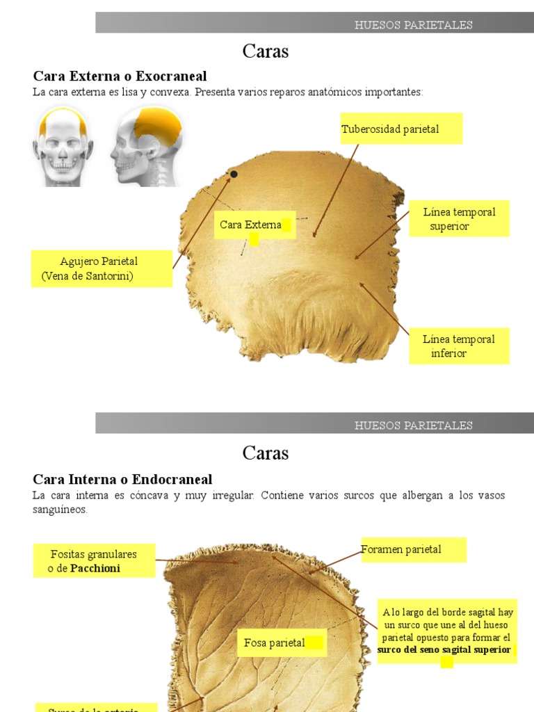 Características del Hueso Parietal | PDF
