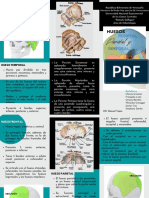 Tríptico Huesos Frontal, Parietal y Temporal