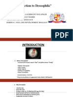Adesh Kolapkar Introduction To Drosophila
