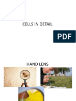 Cells in Detail