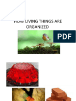 How Living Things Are Organized