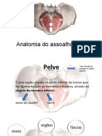 Anatomia Do Assoalho Pélvico