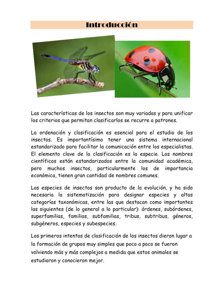 Los Insectos | Hoja | Raíz
