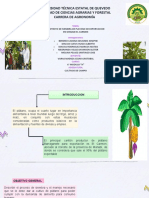 Diapositvas de Cultivo de Campo Platano