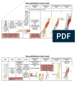 Kézcsuklóizületre Ható Izmok: M. Flexor Digitorum Superficialis Et Profundus