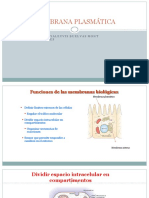 Membrana plasmática: Funciones y componentes clave